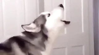 Furry Gay XXX 26